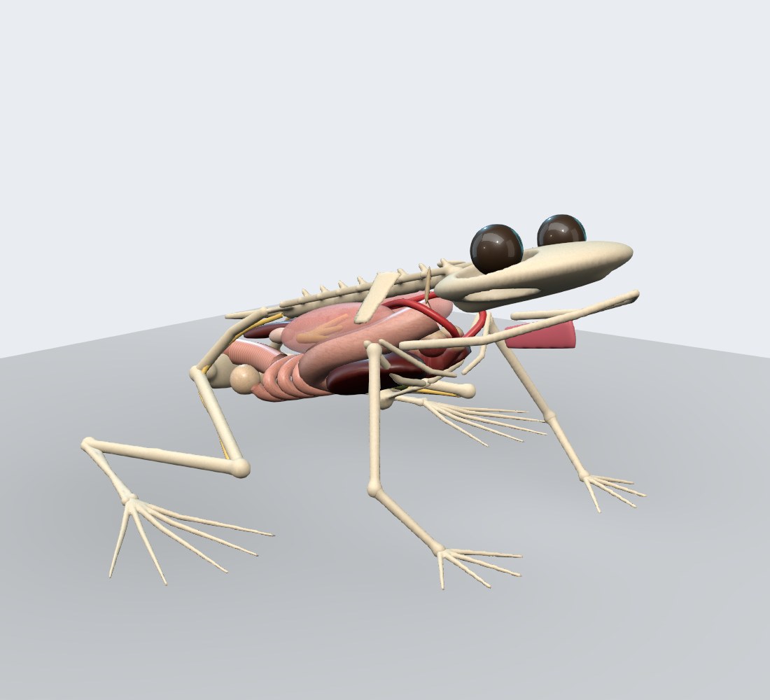 Modelo 3D — Anfíbios