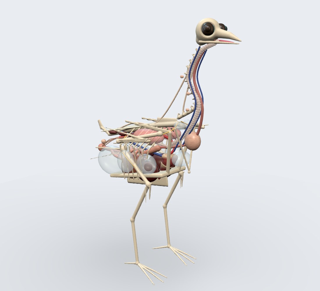 Modelo 3D — Aves