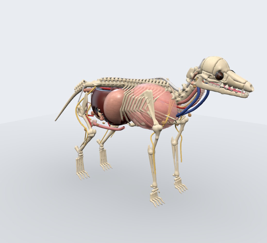Modelo 3D — Canino