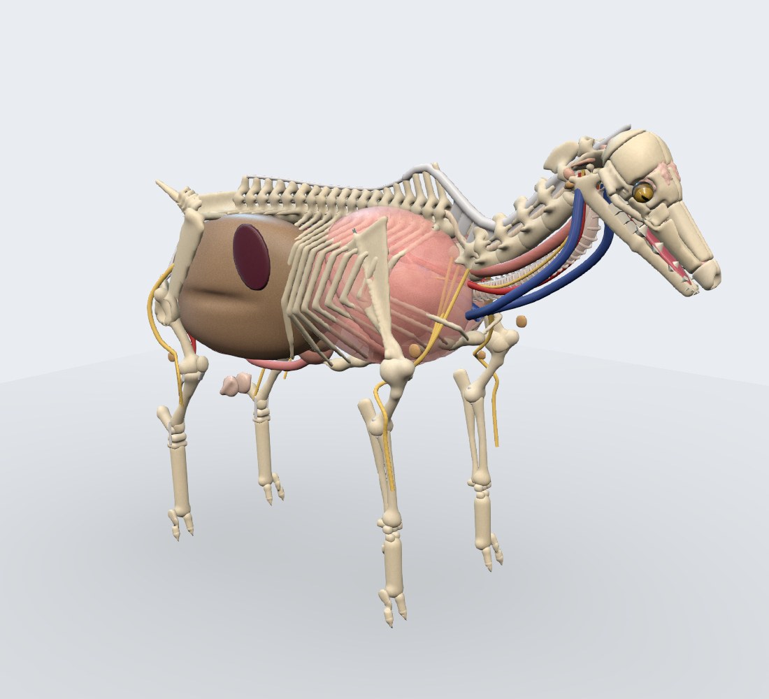 Modelo 3D — Caprino