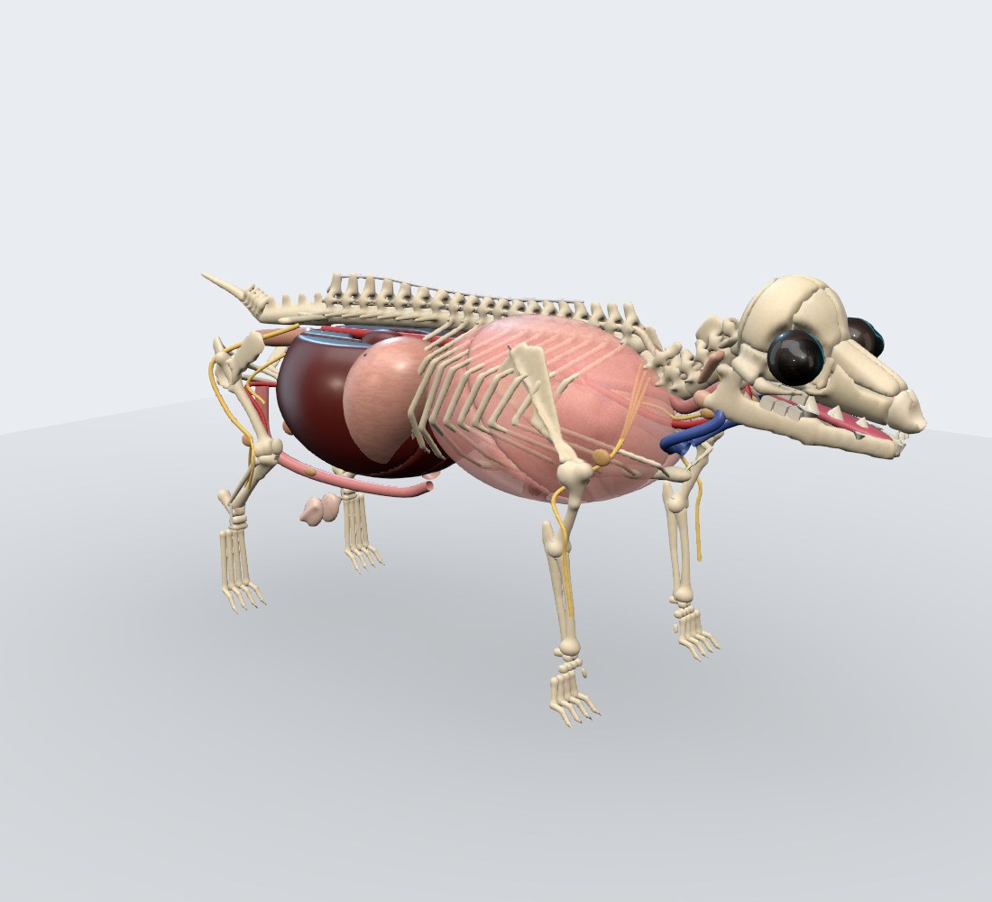 Modelo 3D — Coelho