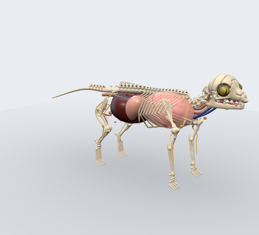 Modelo 3D — Felino