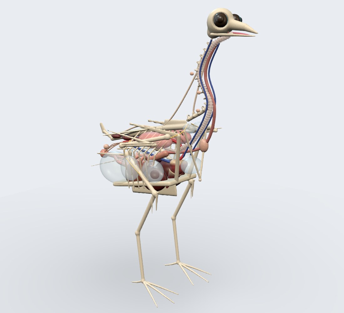 Modelo 3D — Pato