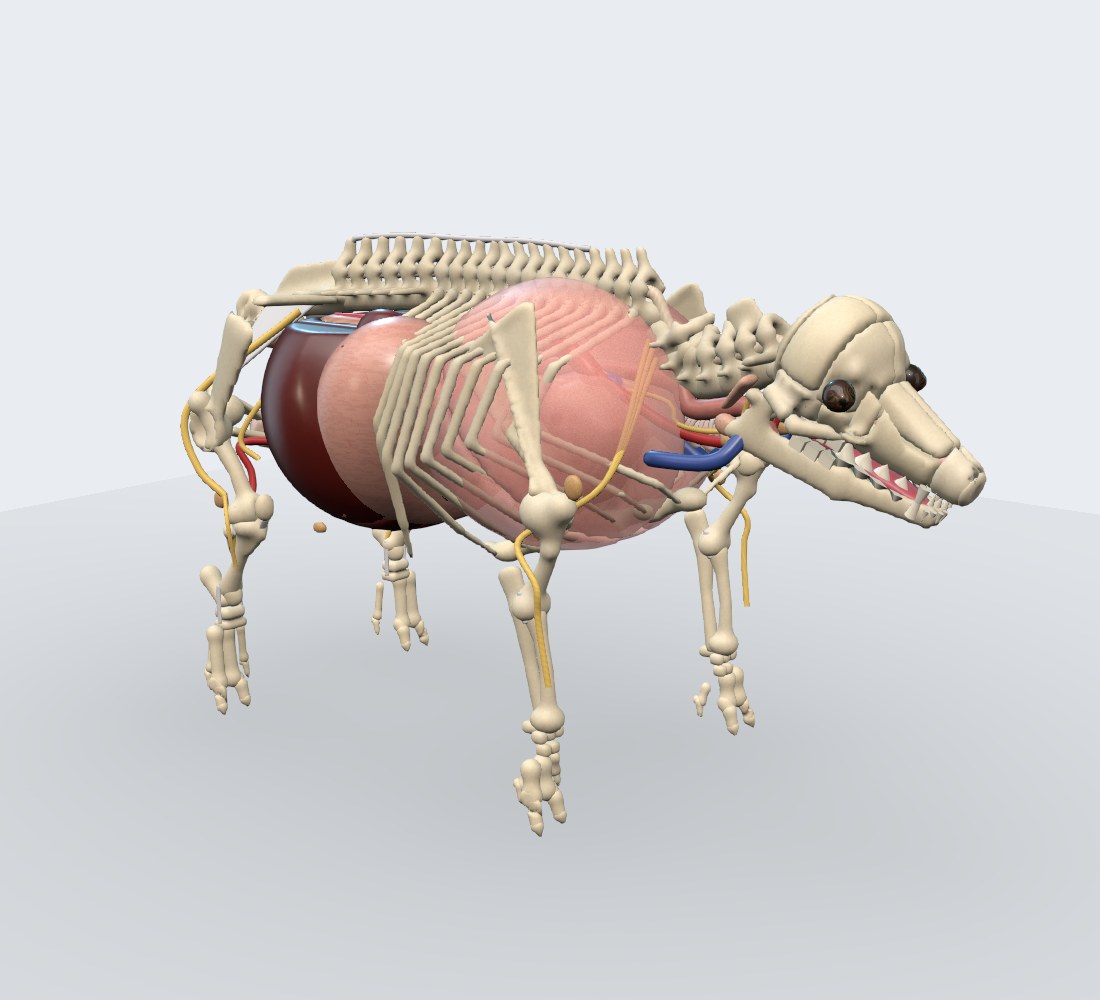 Modelo 3D — Suíno