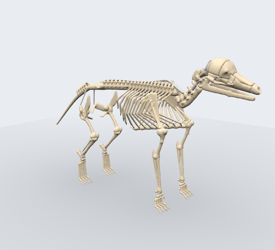 Camada Esqueleto e ligamentos do modelo 3D do canino