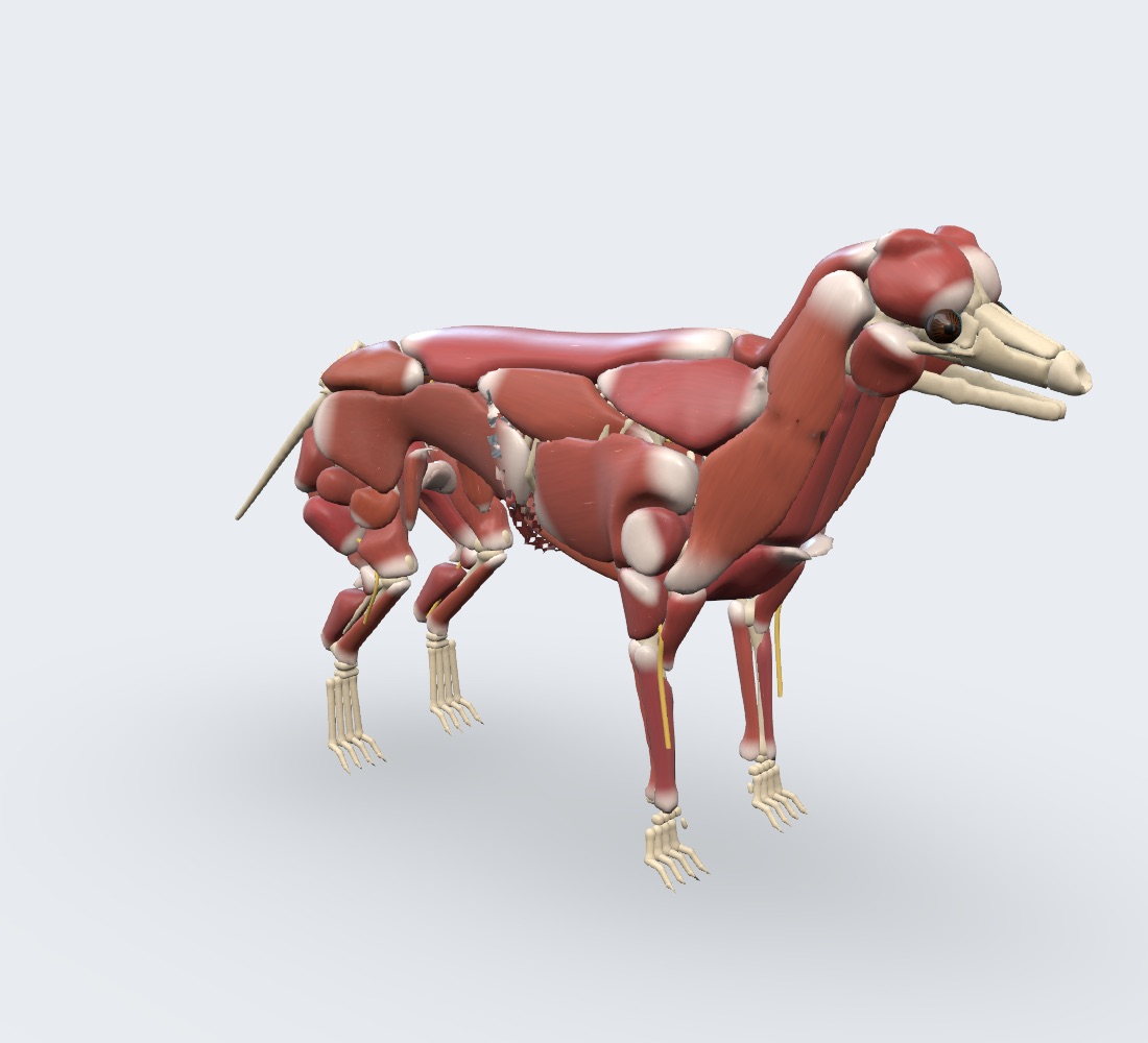 Camada Músculos do modelo 3D do canino