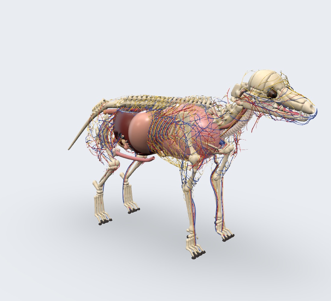Camada Vasos e nervos do modelo 3D do canino